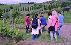 Vineyard in Chianti Rufina
