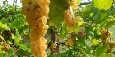 Albana di Romagna - Italian White Wine 