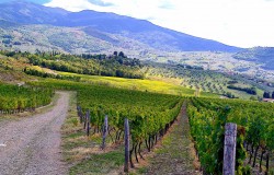 Winter wine tour to Chianti