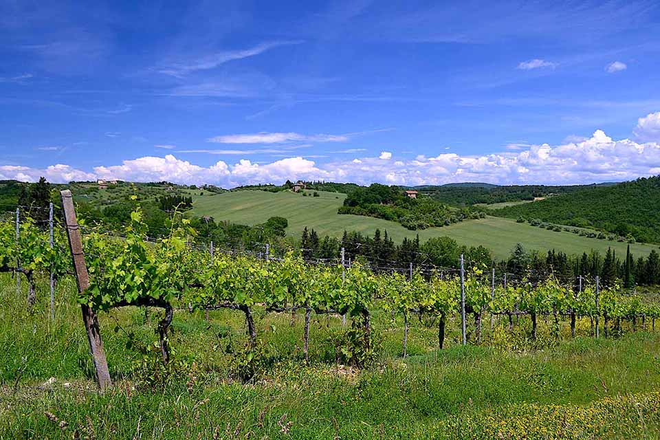 Top 5 Italian Wine Routes 