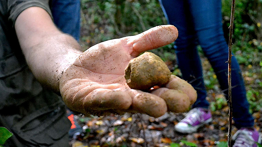 Group of young people truffle hunting in the Tuscan woods before a truffle and wine tasting