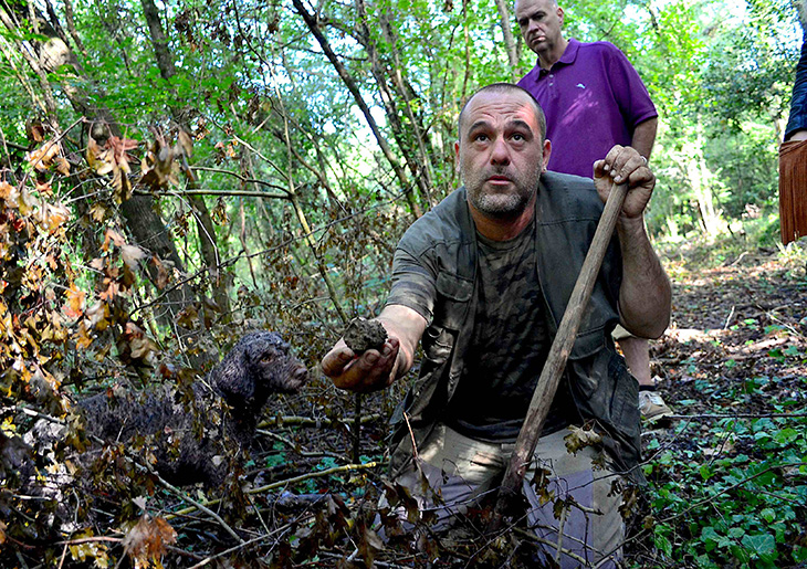 A truffle hunter just found a truffle in the woods in Tuscany during a truffle hunt with its trained dog