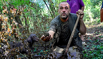 A truffle hunter just found a truffle in the woods in Tuscany during a truffle hunt with its trained dog