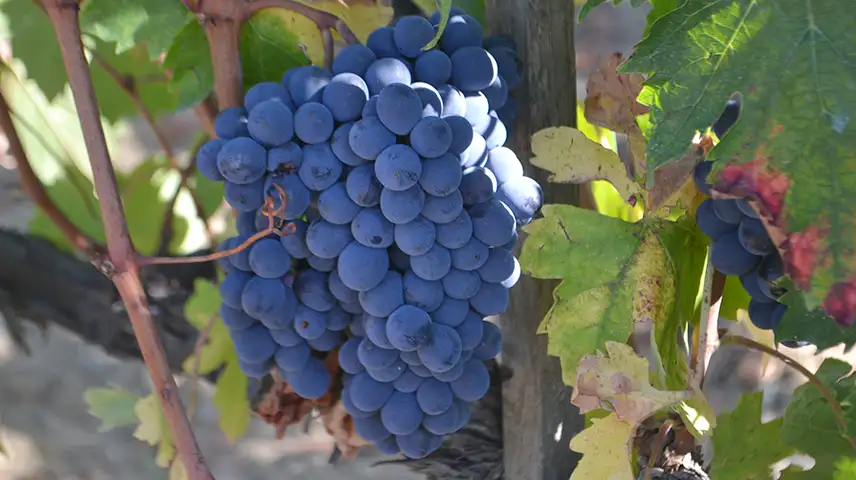 Ripen Grapes Ready for the harvest in Montalcino