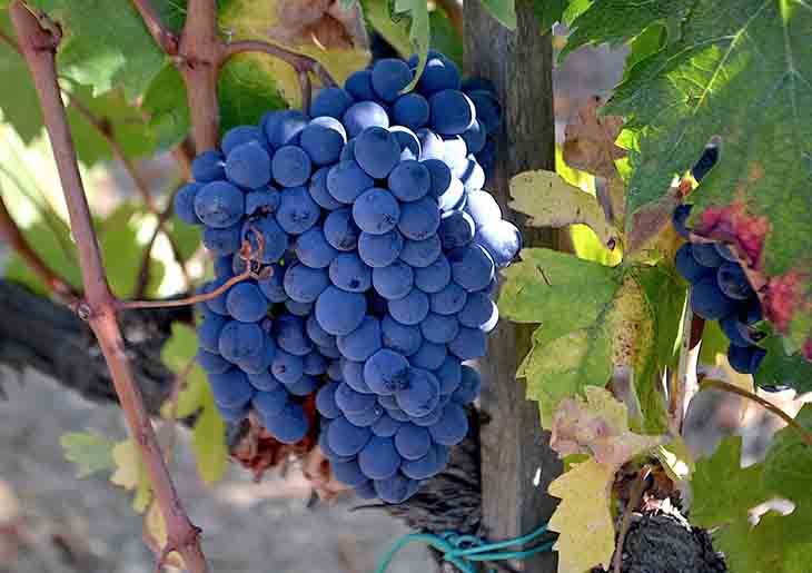 Ripen Grapes Ready for the harvest in Montalcino