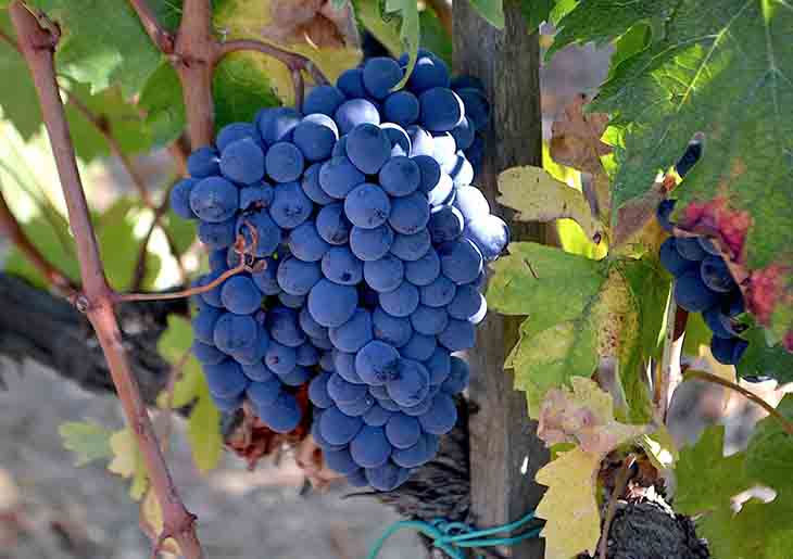 Brunello di Montalcino wine tours