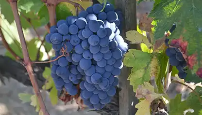 Brunello the Big Red Wine Tour - shared Wine Tour