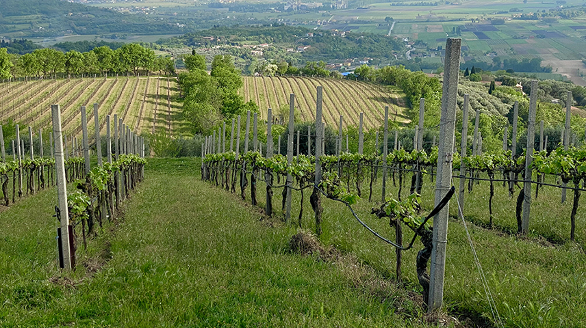 Euganean Hills Wine Tour - private Wine Tour
