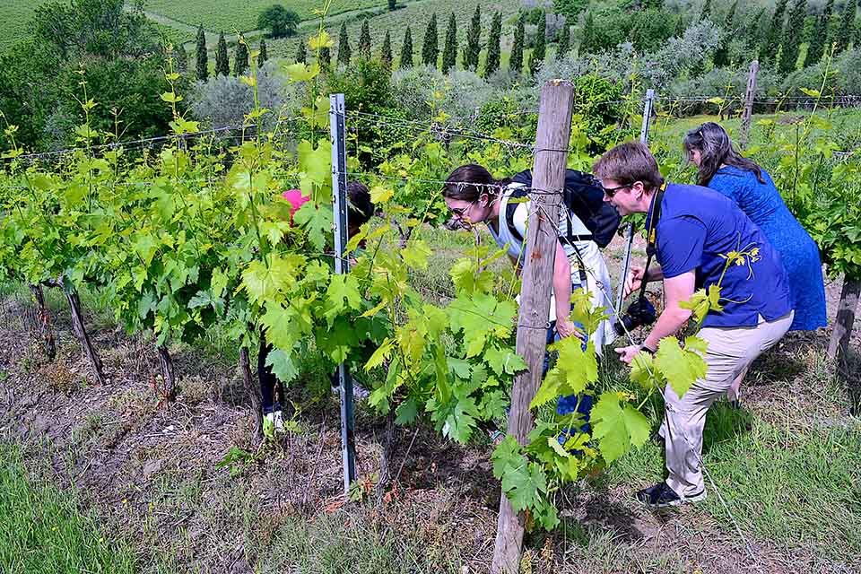 Day Tour of Tuscany