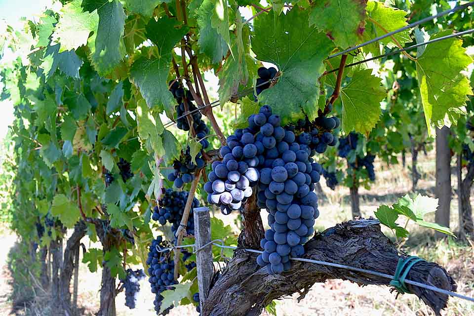 Sangiovese grape the back bone of Tuscany viticloture