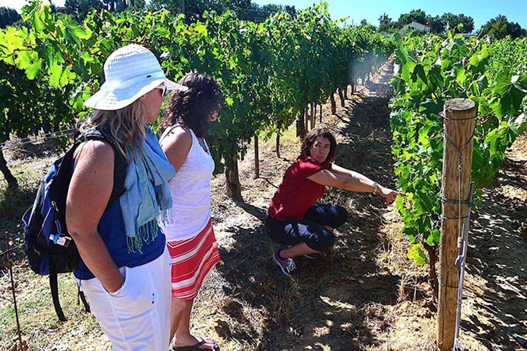 Tuscany Wine Holiday Tour     - shared_package     Wine Tour