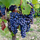 wine tasting tours italy