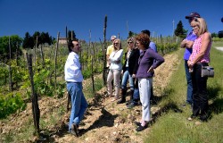 vineyard-of-sangiovese