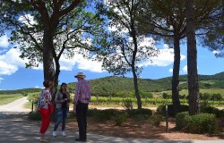 Vineyards in Bolgheri 