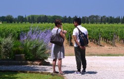 Campo alla Sughera a winery in Bolgheri