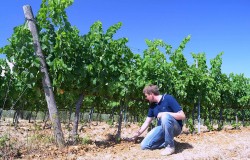 Tignanello vineyard