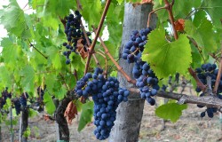 Sangiovese grape