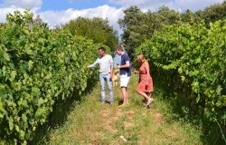 Exploring a vineyard in Montalcino
