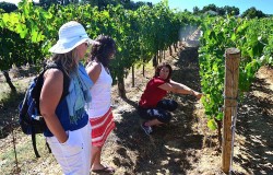 Boscarelli Vineyard in Montepulciano wine region