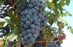 Nebbiolo grape