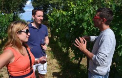 Explore the vineyard in Montalcino with the wine maker Giacomo