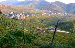 Vineyards of Cartize