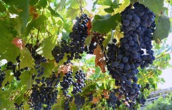 valpolicella wine tours