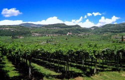 Valpolicella wine region