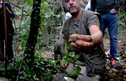 White truffles in San Miniato