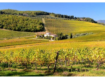 Florence: Chianti Wine Tour Half-Day - shared  Wine Tour