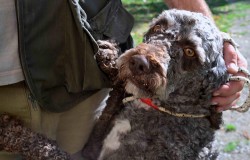 Cioco the Lagotto Romognolo 