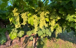 Garganega grape