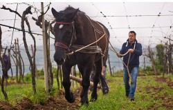 Soave Vineyard