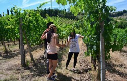 Vineyard in San Gimignano for Vernaccia grape
