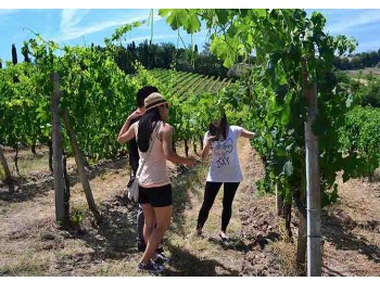 San Gimignano Wine Tasting Experience - private  Wine Tour