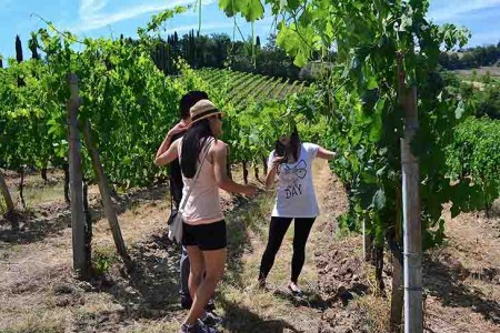San Gimignano Wine Tasting Tour - private Wine Tour