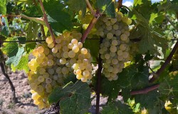 Vernaccia di San Gimignano grape