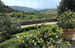 Vineyard in Chianti from Tenuta Villa Bossi