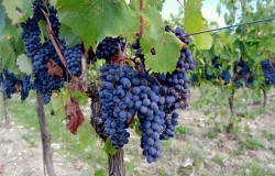 Sangiovese grape