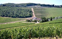 Chianti Rufina vineyard