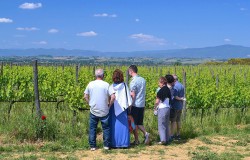 Vineyard of Sangiovese grape