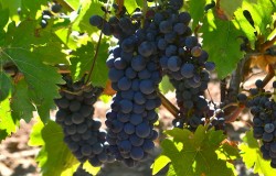 Prugnolo Gentile grape a clone of Sangiovese