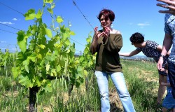 Strolling in a vineyard of Montepulciano